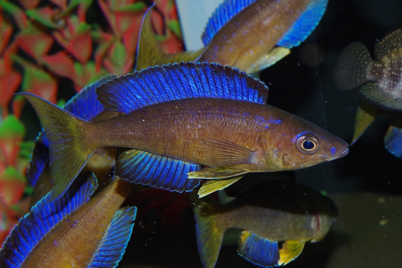 Cyprichromis microlepidotus 'Luagala Point'